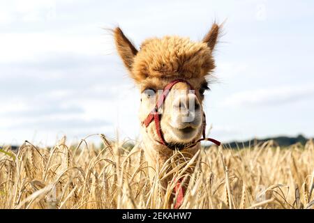 Portrait von Alpaka im Gerstenfeld Stockfoto