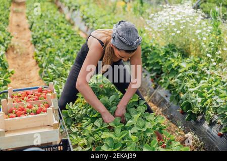 Die Bäuerin erntet frische Erdbeeren auf dem Bauernhof Stockfoto