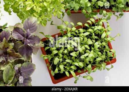 Brunnenkresse und andere essbare Grünpflanzen wachsen in Töpfen auf der Fensterbank. Gesundes Vitamin-Grün zu Hause anbauen Stockfoto