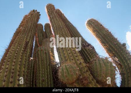 Ansicht des Cardon Kaktus Pachycereus pringlei, Provinz La Rioja, Argentinien Stockfoto