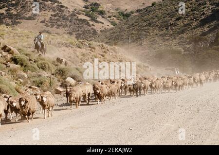 Schafherde auf dem Feldweg, Cordillera de los Andes, Argentinien Stockfoto