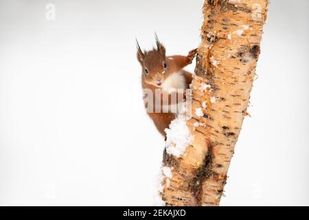 Rotes Eichhörnchen klettert während der Schneezeit auf Baumstamm Stockfoto