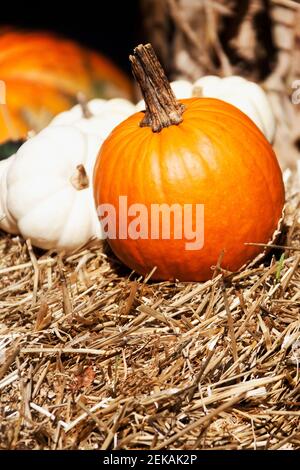 Kürbisse in einer Farm, Amish Farm, Lancaster, Pennsylvania, USA Stockfoto