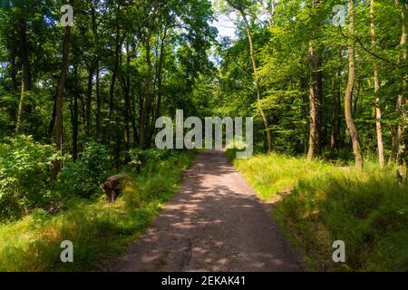 Leerer Fußweg im Thüringer Wald an sonnigen Tagen Stockfoto