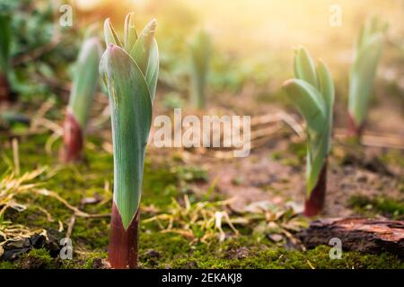 Erste grüne Blütensprossen wachsen aus dem Boden. Anfang Frühjahr. Gartenbau und Landwirtschaft Konzept. Selektiver Fokus. Stockfoto