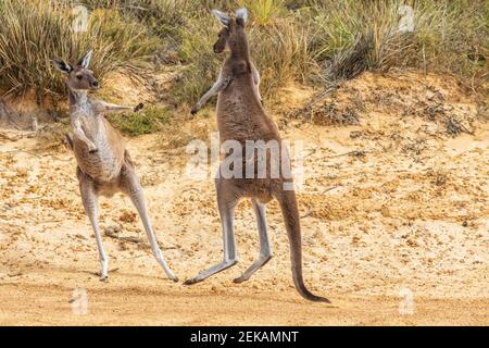 WESTERN Grey Giant Kängurus kämpfen Stockfoto