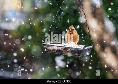 Weibliche nördliche Kardinal in verschneiten Winter Hinterhof Lebensraum Stockfoto