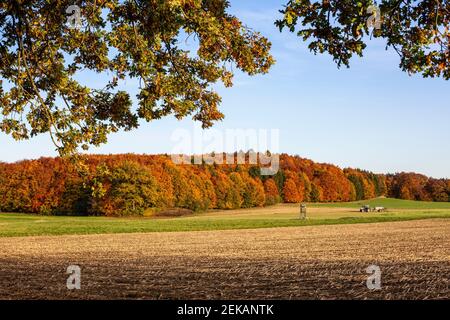 Traktor im landwirtschaftlichen Feld im Herbst Stockfoto