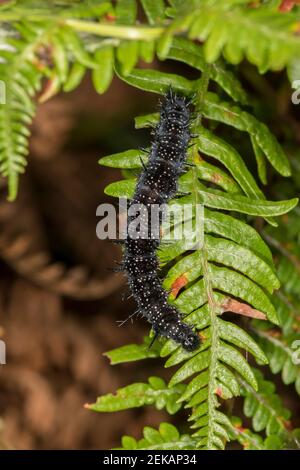 Deutschland, Bayern, Chiemgau, Nahaufnahme der europäischen Pfau (Aglais io) Raupe auf Blatt Stockfoto