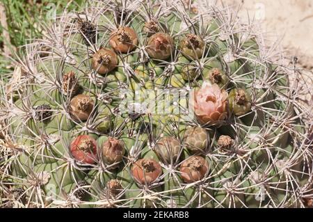 Nahaufnahme des Cardon Kaktus Pachycereus pringlei, Provinz La Rioja, Argentinien Stockfoto