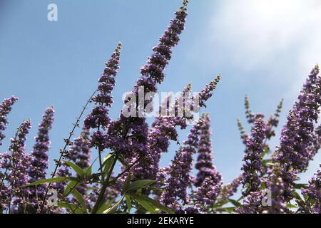 Vitex (keuscher Baum) in voller Blüte Stockfoto