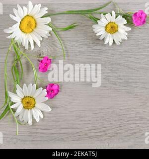 Blumenzusammensetzung.der Rahmen besteht aus Blumen von Kamillen und Phlox. Flach liegend, Draufsicht. Freier Speicherplatz für Text. Stockfoto