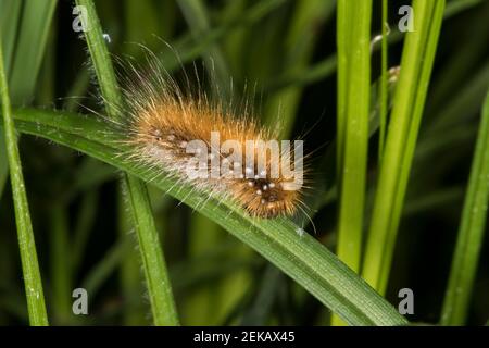 Nahaufnahme der Raupe des Gartentigers (Arctia caja) Stockfoto