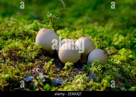 Haufen wachsender gewöhnlicher Puffbälle (Lycoperdon perlatum) Stockfoto