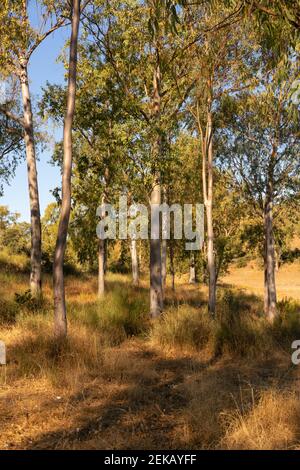 Eukalyptusbäume auf einem Wald Naturlandschaft im Herbst in Spanien Portugal Stockfoto