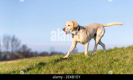 Gelber Labrador Retriever läuft auf der Wiese gegen blauen Himmel Stockfoto