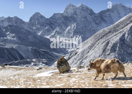 Ikonische Ansicht eines wunderschönen Himalaya-Yaks, der in der Nähe des Everest spazierengeht Basislager im Winter mit einer Reihe von hohen Berg Banden im Hintergrund Stockfoto