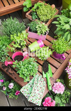 Kräuter- und Gemüsegarten auf dem Balkon Stockfoto