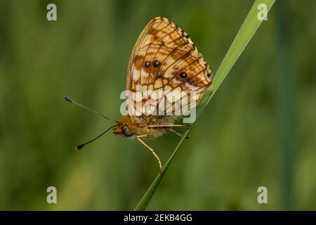 Nahaufnahme des karierten Skippers (Carterocephalus palaemon) Stockfoto