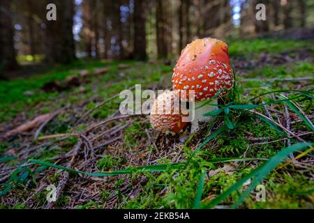 Fliegenpilz (Amanita muscaria) wächst im Wald Stockfoto