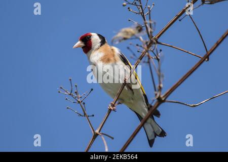 Europäischer Goldfink (Carduelis carduelis) Auf Ast gegen klaren blauen Himmel Stockfoto