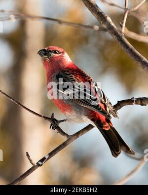 Pine Grosbeak Nahaufnahme Profil Ansicht, mit einem verschwommenen Hintergrund in seiner Umgebung und Lebensraum mit roten Feder Gefieder thront. Bild. Bild. Po Stockfoto