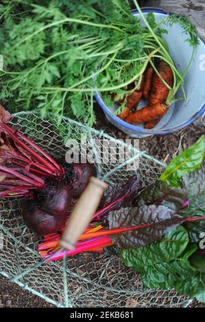 Korb und Eimer mit frisch gepflückten Karotten, Mangold und Rote Beete Stockfoto