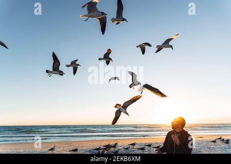 Möwen fliegen über mittleren erwachsenen Mann gegen den Himmel während des Sonnenuntergangs Stockfoto