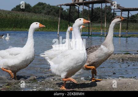 Lustige Gänseschar am Flussufer. Einheimische Vögel. Stockfoto