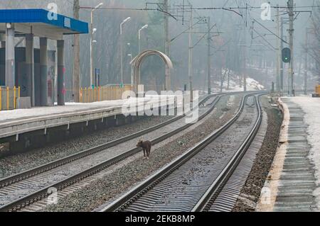 Leerer Bahnhof im Frühjahr in Kiew, Ukraine. Stadtbahn. Obdachloser Hund auf den Schienen. Stockfoto