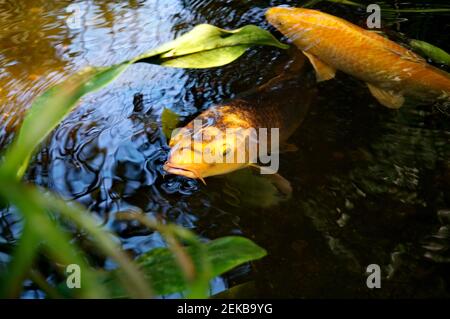 Orange Koi Karpfen schwimmen im künstlichen Teich in der Nähe der Wasseroberfläche und warten auf das Essen, von oben erschossen Stockfoto