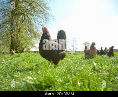 Freilaufende Hühner grasen auf dem Feld Stockfoto