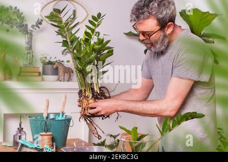 Mann, der Schlamm von Zamioculcas Zamiifolia Pflanze entfernt, während der Gartenarbeit bei Zu Hause Stockfoto