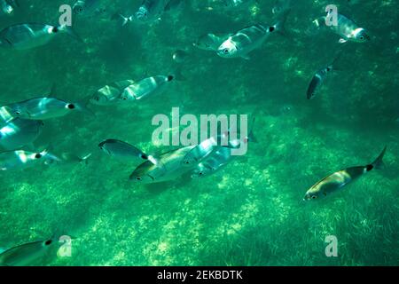 Fischschwärme, die unter Wasser schwimmen Stockfoto