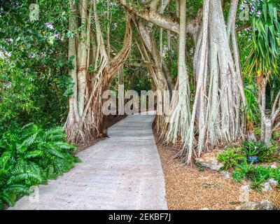 Gehen Sie durch die Banyan-Bäume in Marie Selby Botanical Gardens in Sarasota Florida USA Stockfoto