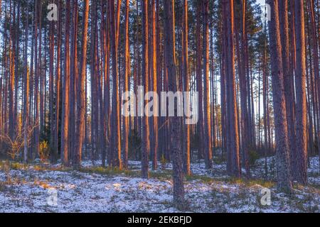 Idyllische Kiefernwaldlandschaft und farbenprächtiges tiefes Abendlicht. Frühlingsabend Spaziergang im ruhigen und entspannenden Wald mit warmem Licht Stockfoto