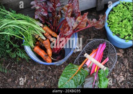 Korb und Eimer mit frisch gepflückten Karotten, Mangold, Rote Beete und Petersilie Stockfoto
