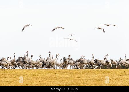 Kraniche, die im Frühling auf einem Feld ruhen Stockfoto