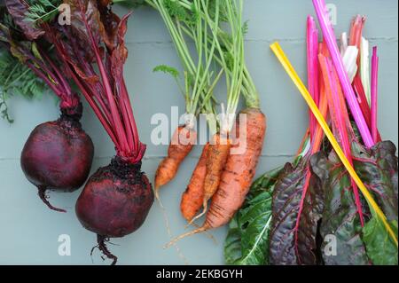 Frisch gepflückte Karotten, Mangold und Rote Beete Stockfoto