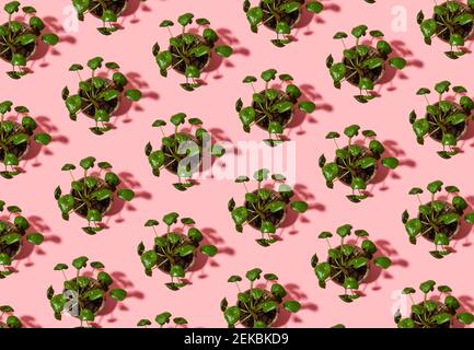 Muster von eingetopften chinesischen Geldpflanzen (Pilea peperomioides) Stockfoto