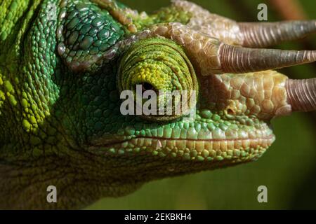 Nahaufnahme Portrait Detail eines männlichen Jackson Chamäleons (Trioceros jacksonii) zeigt seine Hörner und Hautstruktur. Stockfoto