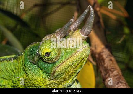 Nahaufnahme Porträt Detail eines männlichen Jackson Chamäleons (Trioceros jacksonii) zeigt seine Hörner und Hautstruktur #2. Stockfoto