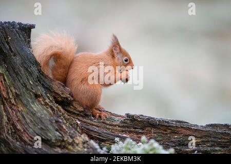 Rotes Eichhörnchen essen Haselnuss, während auf Zweig sitzen Stockfoto