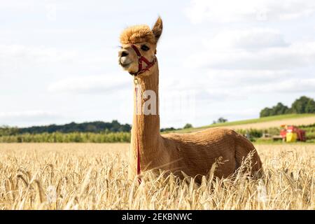 Portrait von Alpaka im Gerstenfeld Stockfoto