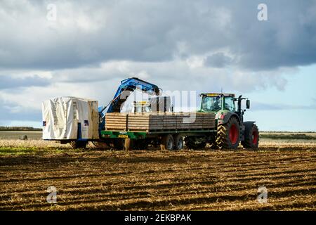 Landwirte in Traktoren arbeiten in sonnigen Feld Ernte Kartoffeln (Traktor & Kartoffelernter, Abfüllboxen auf Anhänger) - North Yorkshire, England GB UK Stockfoto