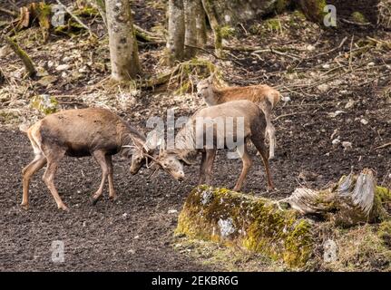 Zwei Rothirsche (Cervus elaphus), die mit Geweih zusammenhalten Stockfoto