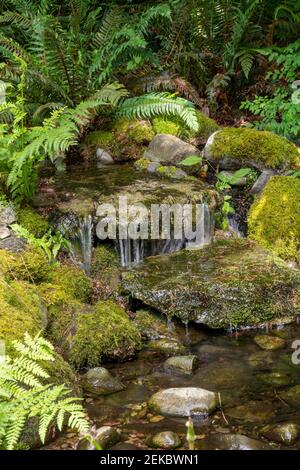 Issaquah, Washington, USA. Wasserfall über moosbedeckten Felsen in einem Wasserspiel in einem Hof. Stockfoto