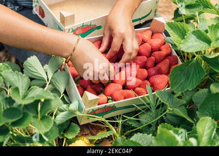 Hände des Bauern, die frische Erdbeeren in Holzkiste auflegen Pflanze auf dem Bauernhof Stockfoto