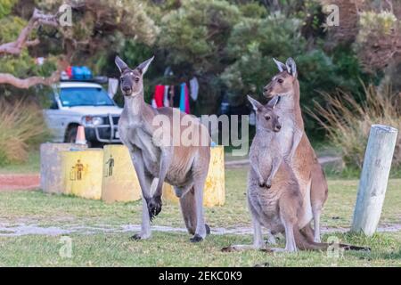 Australien, Westaustralien, Windy Harbour, drei rote Kängurus (Macropus rufus) auf dem Campingplatz Stockfoto