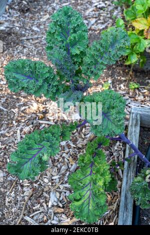 Issaquah, Washington, USA. 'Purple Bor' Kale Pflanze liefert ein tiefes Purpur in den Stamm sowie die Blätter Stockfoto